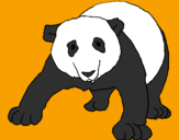 Disegno Orso panda  pitturato su Tiger