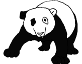 Disegno Orso panda  pitturato su octavio  matinez