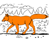Disegno Coyote pitturato su thomas