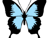 Disegno Farfalla con le ali nere pitturato su Luca