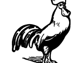 Disegno Gallo gagliardo  pitturato su nico