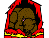 Disegno Orso in ibernazione pitturato su tommaso 3