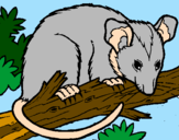 Disegno Scoiattolo Possum marsupiale pitturato su XSfrancesco DJ