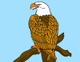 Disegno Aquila su un ramo pitturato su pippi