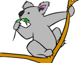 Disegno Koala  pitturato su alic e