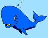 Disegno Balena timida  pitturato su davide