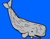 Disegno Balena enorme  pitturato su antonio