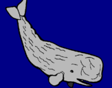 Disegno Balena enorme  pitturato su LORENZO