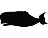 Disegno Balena blu pitturato su raffaele