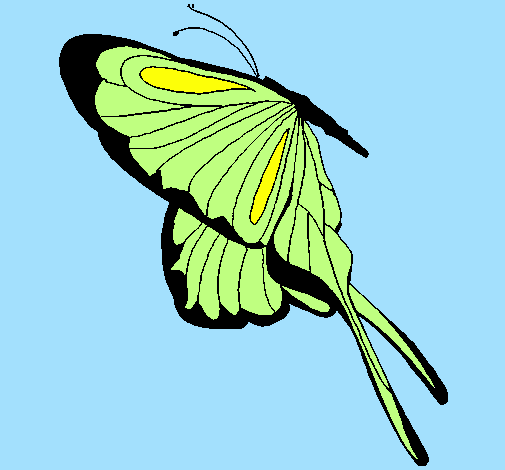 Farfalla con grandi ali