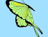 Disegno Farfalla con grandi ali pitturato su Marty