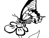 Disegno Farfalla su un fiore pitturato su bolzano