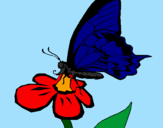 Disegno Farfalla su un fiore pitturato su Marty