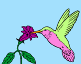 Disegno Colibrì con un fiore  pitturato su denis