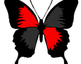 Disegno Farfalla con le ali nere pitturato su andrea perini