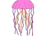 Disegno Medusa  pitturato su GIANNI