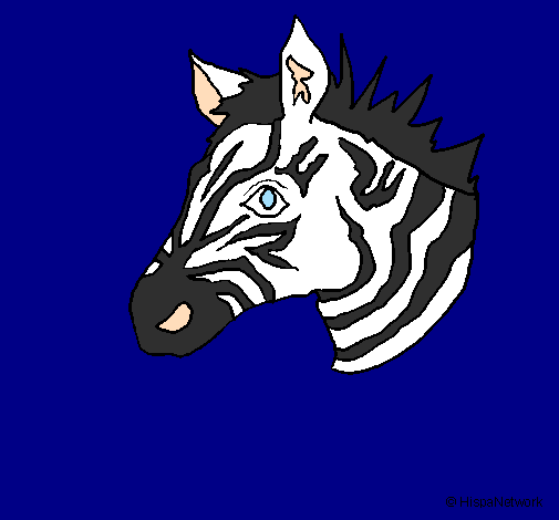 Zebra II