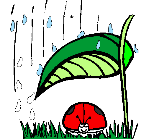 Coccinella protetta dalla pioggia 