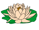 Disegno Nymphaea pitturato su Fiore di loto