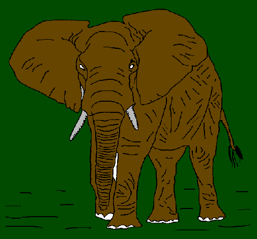 Elefante 