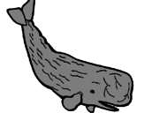 Disegno Balena enorme  pitturato su capodoglio