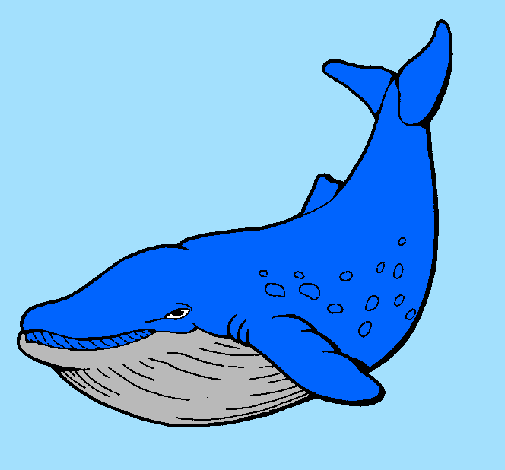 Orca 