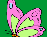 Disegno Farfalla  pitturato su ISABELLA-IVD