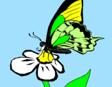 Disegno Farfalla su un fiore pitturato su mario