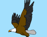 Disegno Aquila in volo  pitturato su leonardo