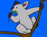 Disegno Koala  pitturato su giulio