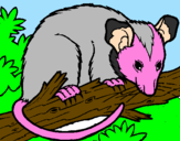 Disegno Scoiattolo Possum marsupiale pitturato su thomas