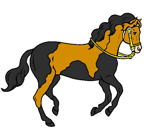Cavallo 5