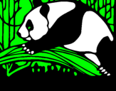 Disegno Oso panda che mangia  pitturato su antonello vacca