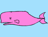 Disegno Balena blu pitturato su lapo giusti