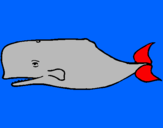 Disegno Balena blu pitturato su tommaso