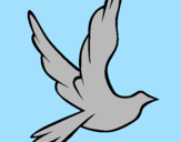 Disegno Colomba della pace in volo pitturato su Francesco