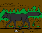 Disegno Coyote pitturato su chiara