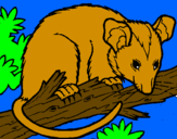 Disegno Scoiattolo Possum marsupiale pitturato su giuseppiiino