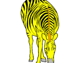 Disegno Zebra  pitturato su FEDERICO