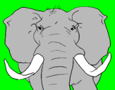 Disegno Elefante africano pitturato su riccardo