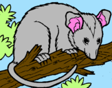 Disegno Scoiattolo Possum marsupiale pitturato su ilaria