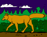 Disegno Coyote pitturato su marghe