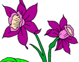 Disegno Orchidea  pitturato su tonia