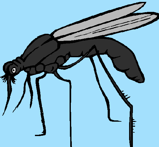 Zanzara 