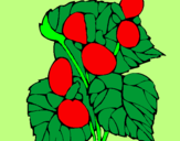 Disegno Begonia  pitturato su Lorenzo