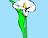 Disegno Iris  pitturato su francesca