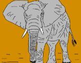Disegno Elefante  pitturato su francesco