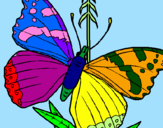 Disegno Farfalla  pitturato su alessandra