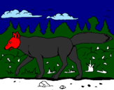 Disegno Coyote pitturato su samuele
