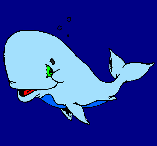 Balena timida 